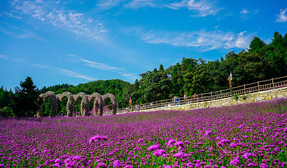 野三关森林花海第 1 张图片