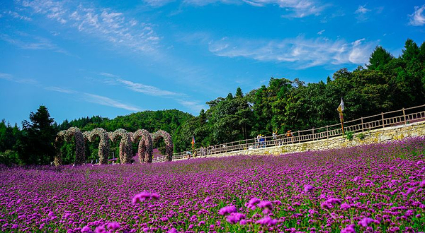 野三关森林花海