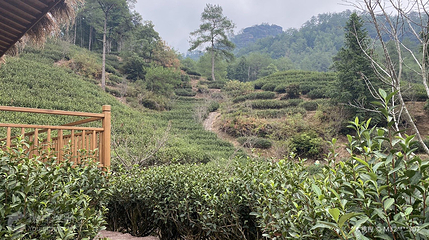 燕子窠生态茶园示范基地第 2 张图片