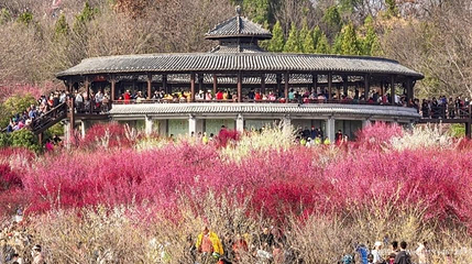 山南梅园第 1 张图片