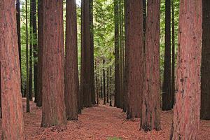水泥溪红木森林
