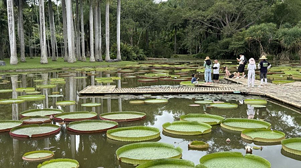 中国科学院西双版纳热带植物园-水生植物园站第 1 张图片