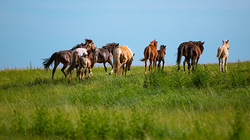 敕勒川草原骑马