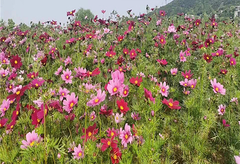铃兰花海乐园第 36 张图片
