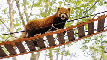 上海野生动物园-小熊猫