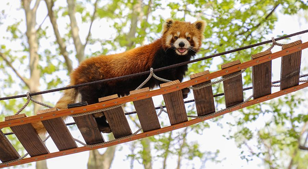 上海野生动物园-小熊猫