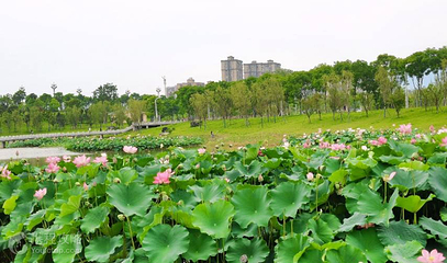 三合湖湿地公园第 3 张图片