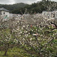 陆河世外梅园景区