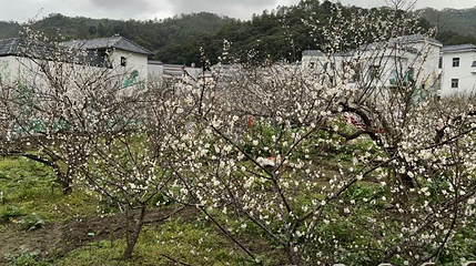 陆河螺洞世外梅园景区第 1 张图片