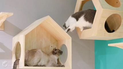 猫咪博物馆(柳巷旗舰店)第 5 张图片