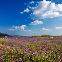 放马坪高山草原景区
