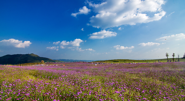 放马坪高山草原景区
