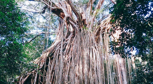 无花果树游乐园