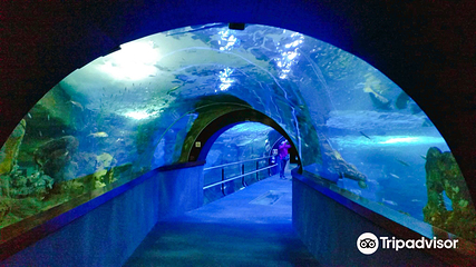 圣塞瓦斯蒂安水族馆第 4 张图片