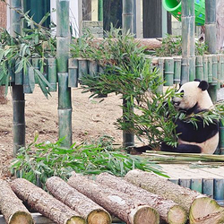 岳阳中华大熊猫苑