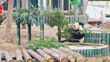 岳阳中华大熊猫苑