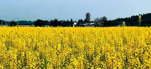 陈抟故里·崇龛花海景区第 16 张图片
