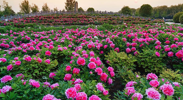 神州牡丹园