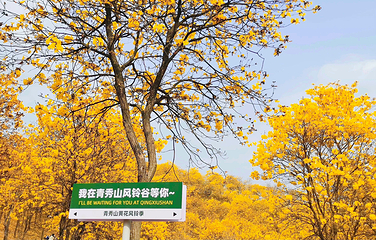 青秀山第 304 张图片
