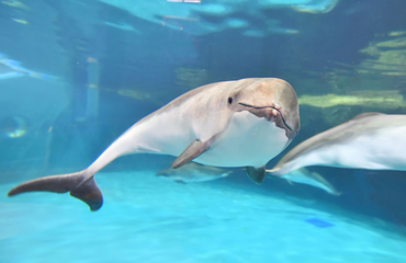 小樽水族馆第 17 张图片