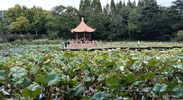 青岛中山公园-小西湖