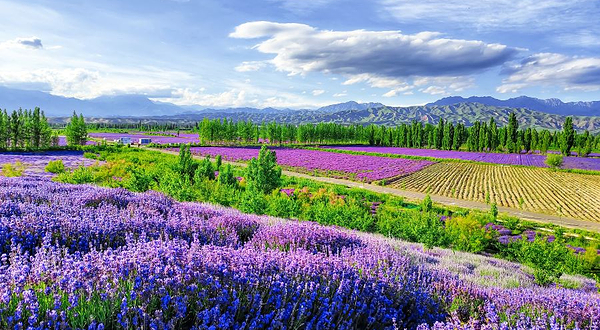 芦草沟薰衣草基地