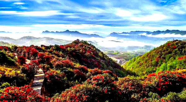 阿西里西·千年杜鹃景区