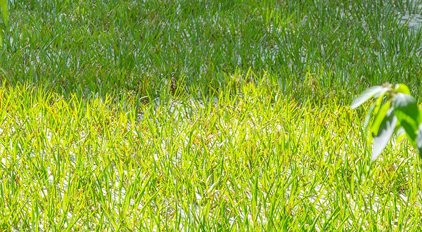 沧浪洲湿地公园