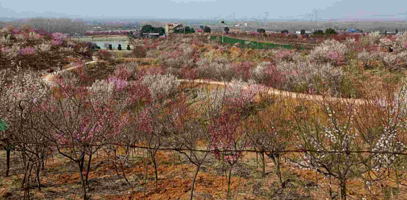 塔子山梅花基地