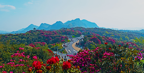 百里杜鹃风景区第 34 张图片