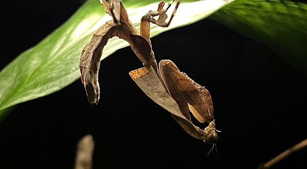 深圳活体昆虫博物馆