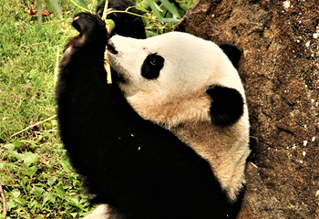 熊猫谷第 58 张图片