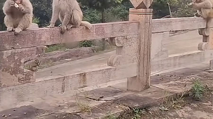 历山猕猴源景区第 1 张图片