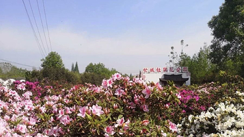 街子忙城杜鹃花公园