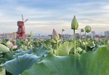 惠来滨荷湾旅游景区第 3 张图片