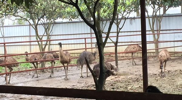 金瑞鸵鸟生态园