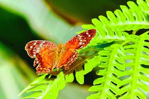 克莱尔蝴蝶中心