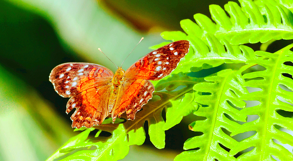克莱尔蝴蝶中心