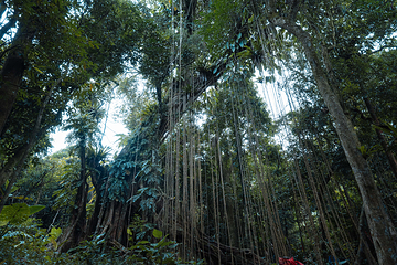 海南百花岭热带雨林文化旅游区第 66 张图片