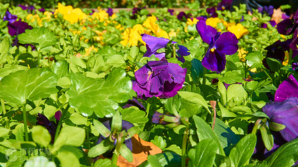 花台山景区第 6 张图片
