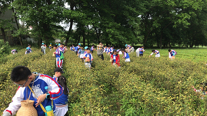安徽白云春毫茶旅研学基地第 13 张图片