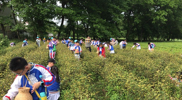 安徽白云春毫茶旅研学基地