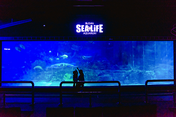 釜山SEA LIFE水族馆第 28 张图片