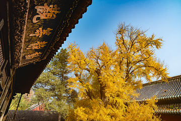大觉寺第 11 张图片