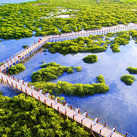 北海金海湾红树林生态旅游区