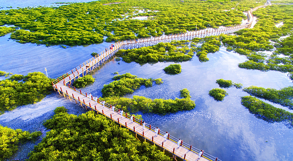 北海金海湾红树林生态旅游区