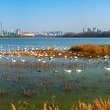 天鹅湖国家城市湿地公园
