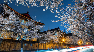 古鸡鸣寺-樱花大道