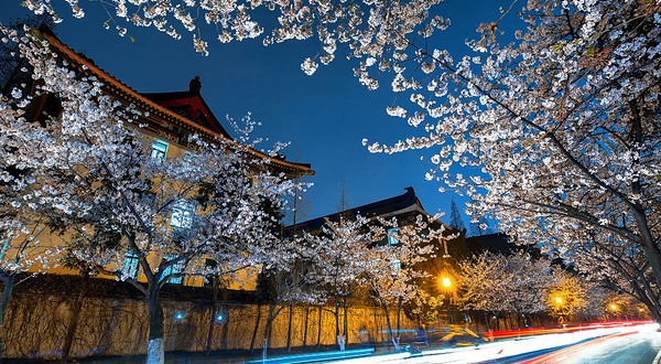 古鸡鸣寺-樱花大道