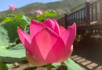 依湾农家风景区第 8 张图片